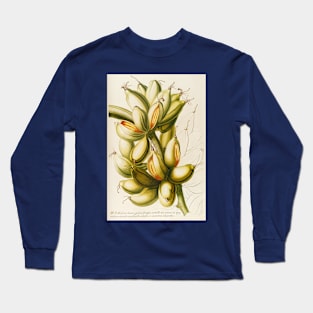 Banana - Musa fruit - Botanical Illustration Long Sleeve T-Shirt